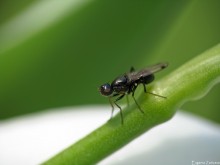 Fly muravevidka / ***