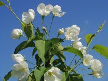 Apple blossoms. / ***