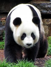 Panda from Adelaide / ***