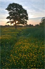 In the meadows / ***