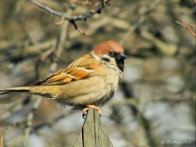 Sparrow / ***