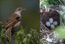 Whitethroat near the nest / ***