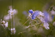 Meadow flowers / ------