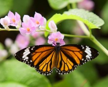 Butterfly / -----