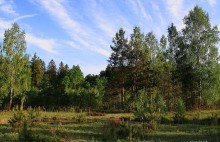 Evening Forest / ***********
