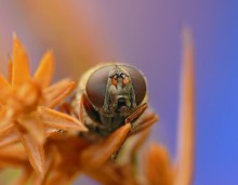 The fly-hoverfly / Cheilosia latifrons