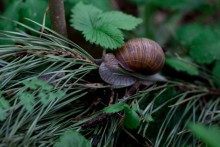 Snail / ***