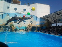 Flight of the dolphin ... / ....................