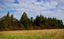 Autumn forest / ***