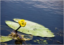 Summer etude with water lilies and a dragonfly / ***