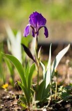 Siberian Iris ... / ***