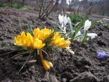 Flowers / ***