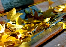 ... Know how to smell the autumn leaves? .. / ***