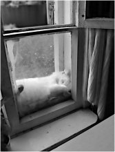 The project &quot;Behind Glass&quot; / ***