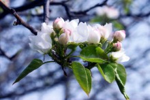 Flowering Pear / ***********
