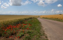 Poppies / ***