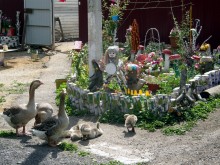 Patio with geese / ***