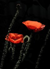 time of poppies (2) / ********************