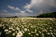 just about the daisies ... / ***