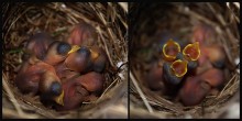 Grey warblers nest / ***