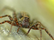 Spider-wolf Acantholycosa lignaria / Acantholycosa lignaria