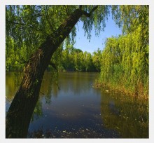 Walking in summer park / ***