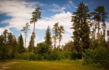 pine evening / ***