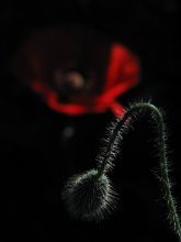 time of poppies (3) / ******************