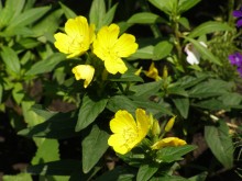Flowers * / ***