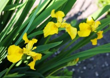 Forest irises. / ............