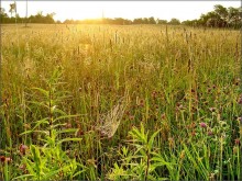 solntseperedachi line. farm sunrise .. 5 / ................