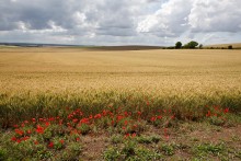 Poppies / ***