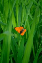 Morning in May / ***