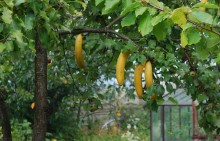 Bananas in the country ..... / ***