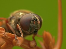 Fly zhurchalka / Cheilosia latifrons