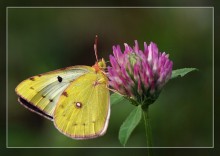 Zheltushka meadow / ***