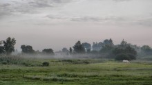 Early in the morning on a meadow / ***