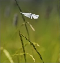 Flying away into the distance ... / ***