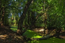 In the marshy wilds Svyatogorye / ***