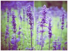 Violet field / ***