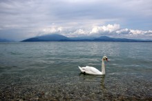 Swan Lake / ***