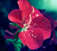 Geranium / **************