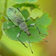 Green leaf weevil / Phyllobius viridiaeris