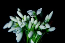 Bouquet of snowdrops / ***