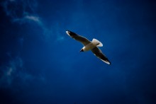 Flying in a thunderstorm / ***