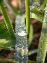 dew / ***