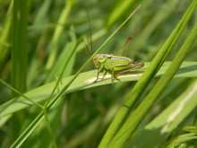 grasshopper / ***