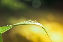 Droplets of summer / ***