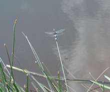 dragonfly / ***