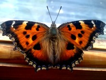 Butterfly / ***